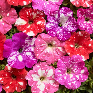 Petunie- Dot Star F1 - Mischung - Bunter Sternenhimmel im Topf - Petunia hybrida