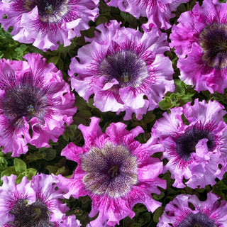 Petunie - Superbissima Rosea - Riesige rosa Blüten mit gewellten Rändern - Petunia hybrida