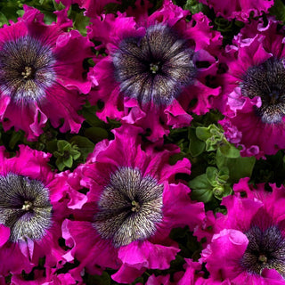 Petunie - Superbissima Wine Red - Majestätisches Dunkelrot, riesige Blüten - Petunia hybrida