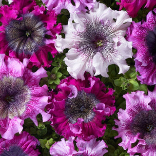 Petunie - Superbissima Mischung - Gigantische Blüten, ein absoluter Hingucker - Petunia hybrida