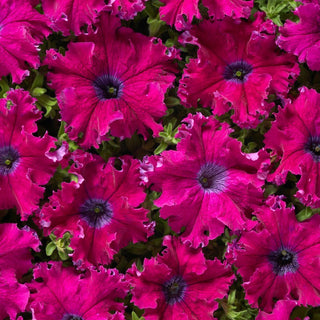 Petunie - Aphrodite F1 - Purple - Elegante lila Kaskaden, blüht den ganzen Sommer - Petunia hybrida