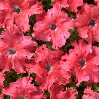 Petunie - Aphrodite F1 - Salmon - Zarte Lachsfarbe, atemberaubende Schönheit - Petunia hybrida