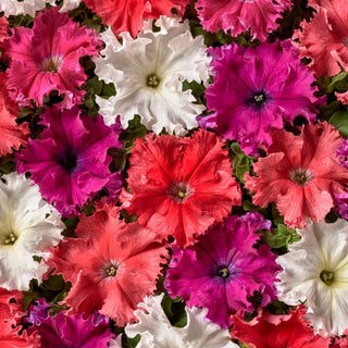 Petunie - Aphrodite F1 Mischung - Spektakulärer Farbmix für Ihren Balkon - Petunia hybrida