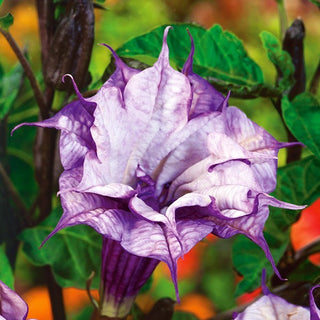 Stechapfel Ballerina - Prächtige gefüllte Blüten, herrlicher Duft - Datura metel