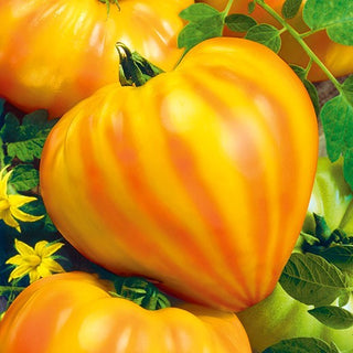 Tomate Gourmansun F1 - Zweifarbig, süß wie eine tropische Frucht