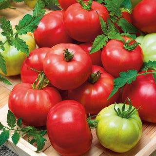 Tomate Esmira F1 - Köstliche Himbeertomate, hochresistent