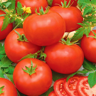 Tomate Mahitos F1 - Platzfest, große Früchte, riesiger Ertrag