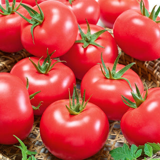 Tomate Pink King F1 - Der König des Geschmacks, unglaublich süß und saftig