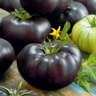 Tomate Black Beauty - Einzigartige dunkle Farbe, innen extrem süß