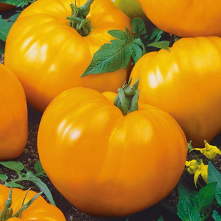 Tomate Oxheart Orange - Oranges Herz, sehr fleischig und mild