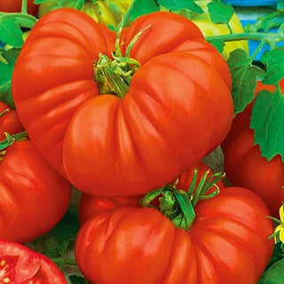 Tomate Beefsteak - XXL-Größe, alte Sorte mit legendärem Geschmack