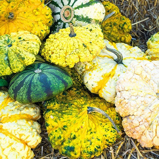 Zucchini Patisson - Strie Melange - Bunter Mix, bizarre Formen zur Dekoration