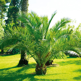 Kanarische Dattelpalme - Mehrjährig, Exotisch, Robust - Phoenix canariensis - Premium-Saatgut