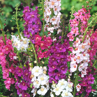 Violette Königskerze - Schöne Gruppenwirkung - Verbascum phoeniceum - Premium-Saatgut