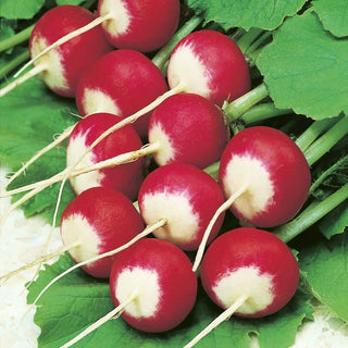 Tetra Ilowiecka Radish - Juicy, Resistant, Perfect for Sandwiches and Salads - Premium Seeds