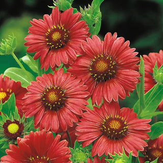Prärie Kokardenblume - Burgundy - Intensive Farbe, Lange Blütezeit - Gaillardia aristata - Premium-Saatgut