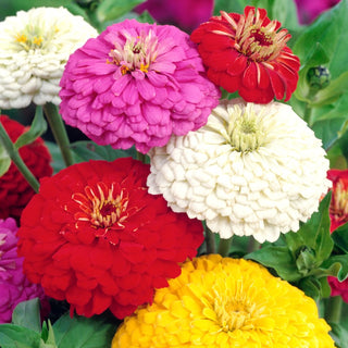 Zinnie - Super Yoga - Attraktive Garten- Und Vasenblume - Zinnia elegans