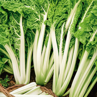 Swiss Chard Lukullus - Extra Productive, Lush Harvests All Season Long - Beta vulgaris var. vulgaris - Premium Seeds