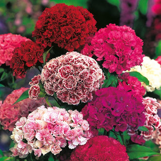 Zwerg Bartnelke - Pinocchio - Gefüllte Mischung - Üppige Zwergblütenpracht - Dianthus barbatus
