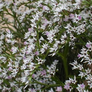 Stauden-Statice - Mehrjährig, Ideal Für Trockensträuße - Limonium tataricum