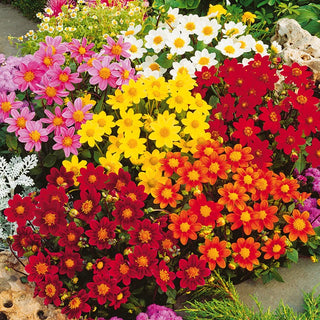 Zwerg Dahlie - Miniatura Mischung - Perfekt Für Balkonkästen Und Töpfe - Dahlia pinnata - Premium-Saatgut