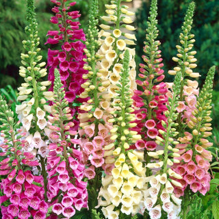 Fingerhut - Gloxiniaeflora Mischung - Üppige Blütenpracht, Natürlicher Charme - Digitalis purpurea