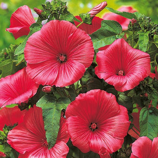 Bechermalve - Ruby Regis - Große Prächtige Blüten Für Beete - Lavatera trimestris - Premium-Saatgut