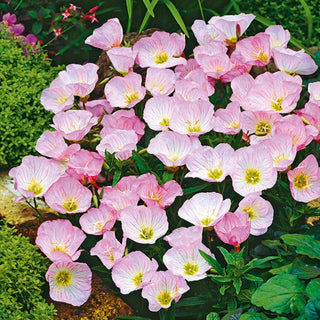 Rosa Nachtkerze - Reichblühend, Langanhaltende Blüte, Angenehmer Duft - Oenothera speciosa - Premium-Saatgut