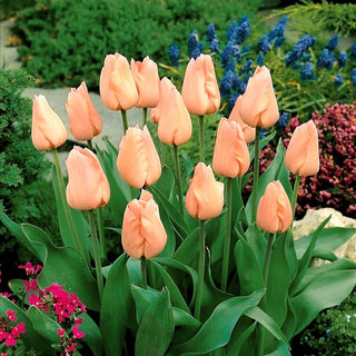 Tulpe - Apricot - Tulipa - Zarter Charme pastellfarbener Blüten - 5 Blumenzwiebeln
