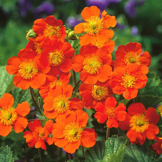 Orangerote Nelkenwurz - Leuchtendrotes Gartenjuwel - Geum coccineum - Premium-Saatgut