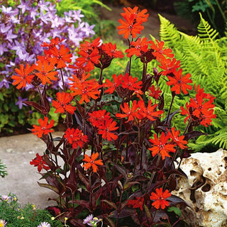 Lichtnelke - Vesuvius - Intensive Blütenfarbe - Lychnis arkwrightii - Premium-Saatgut