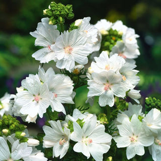 Moschus-Malve - Weiß - Zart, Leicht, Lange Blühend - Malva moschata - Premium-Saatgut