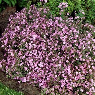 Rotes Seifenkraut - Duftende Blüten In Pastellfarben - Saponaria ocymoides - Premium-Saatgut