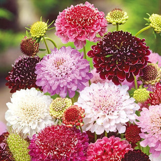 Samt Skabiose - Mischung - Attraktive Staudenmischung - Scabiosa atropurpurea - Premium-Saatgut