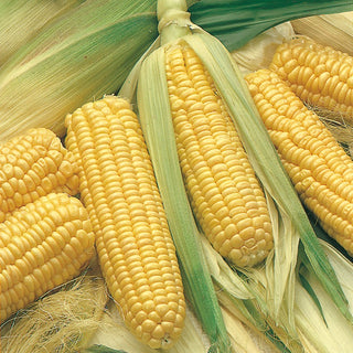Sweet Corn GOLDEN DWARF - Easy to Grow Even for Beginners - Zea mays convar. saccharata - Premium Seeds