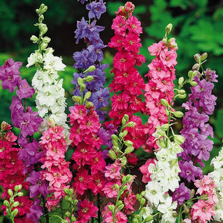 Sommer-Rittersporn - Hyazinthenblütige - Große Mischung - Starke Stiele, Blickfang Im Beet - Delphinium ajacis
