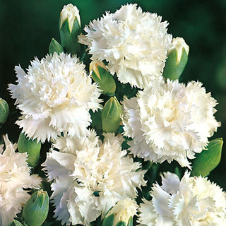Landnelke - Grenadin White - Widerstandsfähig Gegen Wechselhaftes Wetter - Dianthus caryophyllus