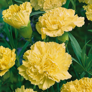 Landnelke - Marie Chabaud - Hellgelbe Blüte, Perfekt Als Schnittblume - Dianthus caryophyllus