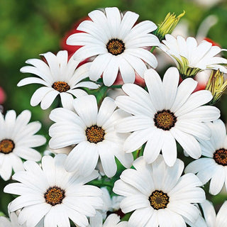 Kapringelblume - Glistening White - Mediterranes Sommerhighlight - Dimorphotheca sinuata - Premium-Saatgut