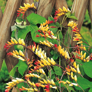 Sternwinde - Kaskade Rot-Gelber Blüten - Mina lobata - Premium-Saatgut