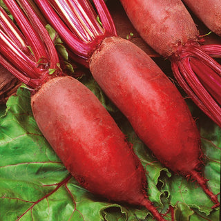 Beetroot Kier - Sweet, Delicate Flavour, Perfect Fresh and for Preserves - Premium Seeds