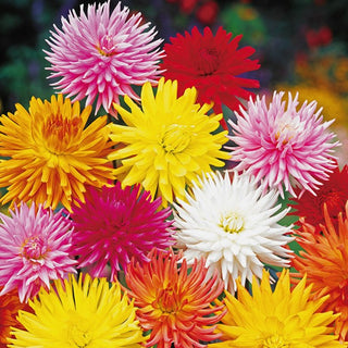 Dahlie - Kaktus Mischung - Blüten Mit Außergewöhnlichen Blütenblättern - Dahlia pinnata - Premium-Saatgut