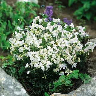 Großblütiger Rittersporn Weiße - Üppige Blütenstände, Winterharte Staude - Delphinium grandiflorum