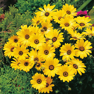 Kapringelblume - Gelbe - Perfekt Für Sonnige Trockenlagen - Dimorphotheca sinuata - Premium-Saatgut