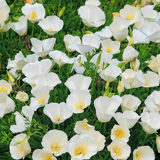 Kalifornische Mohn - Ivory Castle - Ästhetische Gartengestaltung, Perfekte Gartenkomposition - Eschscholzia californica