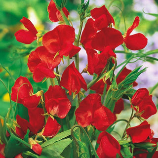 Edelwicke - Scharlachrot - Scharlachrote Blütenpracht Für Pergolen - Lathyrus odoratus