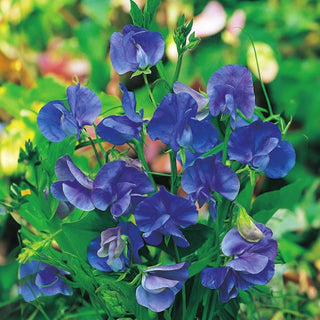 Edelwicke - Royal Navy Blue - Schöne Dunkle Blüten Für Beete - Lathyrus odoratus