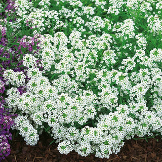 Steinkraut - Weiß - Kleine Kompakte Weiße Blüten In Polstern - Lobularia maritima