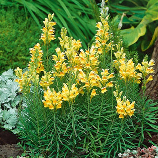 Echte Leinkraut - Zauberhafte Blütenpracht - Linaria vulgaris - Premium-Saatgut