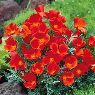 Kalifornische Mohn - Red Chief - Leuchtende Farbe Den Ganzen Sommer - Eschscholzia californica